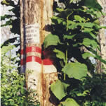 teak