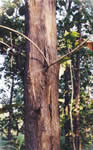 teak