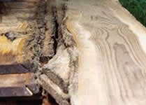 teak wood